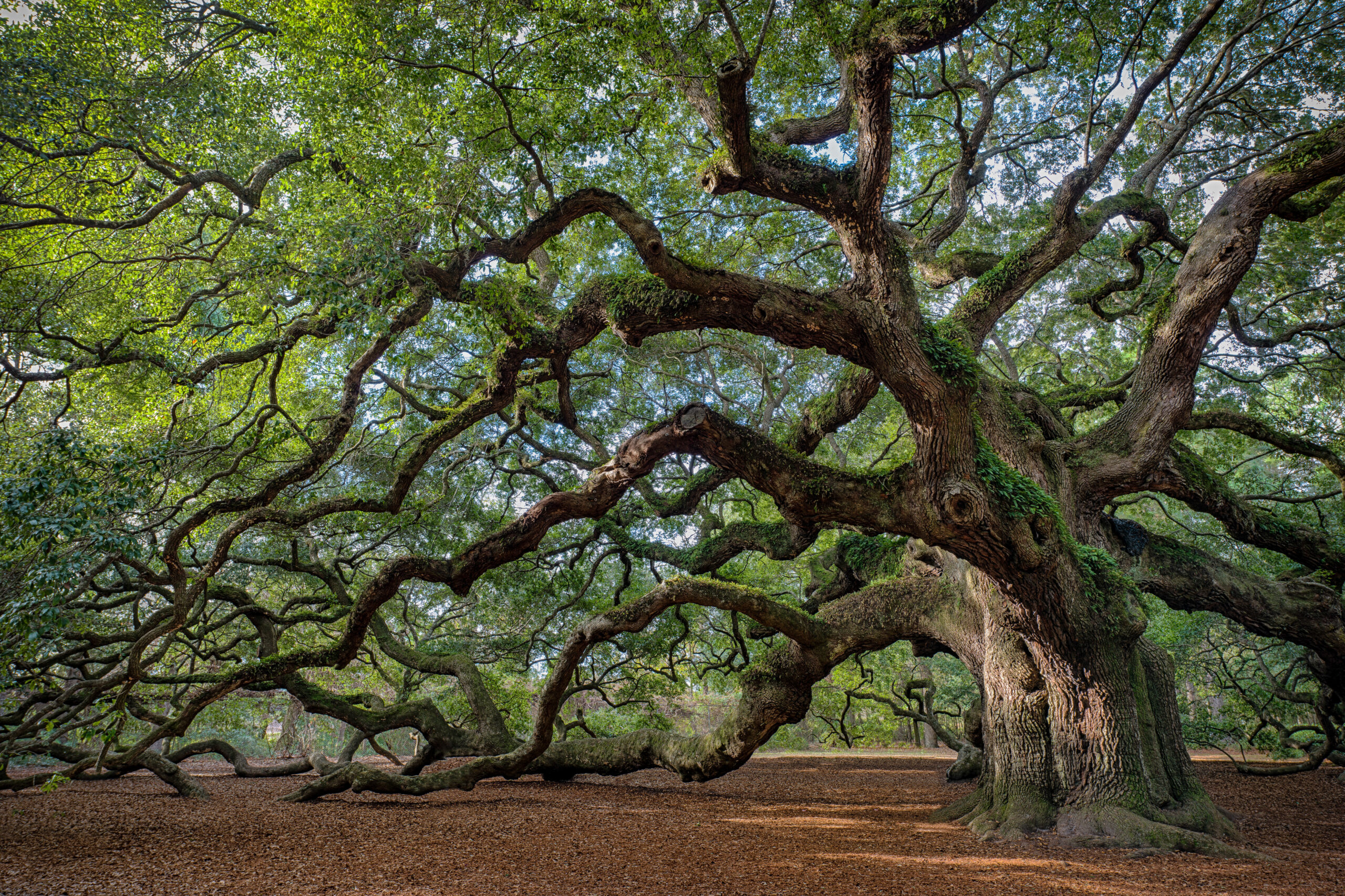 The Angel Oak Tree is a Southern live oak (Quercus virginiana) located in Angel Oak Park on Johns Island near Charleston, South Carolina on December 8, 2014. The Angel Oak Tree is estimated to be at least 400 and possibly up to 1400 years old. It stands 66.5 feet tall, measures 28 feet in circumference, and produces shade that covers 17,200 square feet. Its longest branch distance is 187 feet in length.